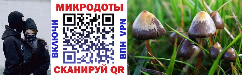 где найти наркотики  это состав  Галлюциногенные грибы GOLDEN TEACHER  Черняховск 